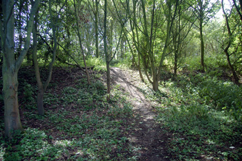 Bank at Danish Camp August 2010